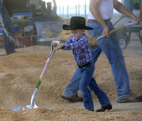 Al Hartmann  |  The Salt Lake Tribune
The Utah State Fair opens Thursday September 4, 2014. Brennen Cluff, 6, puts his back into his work shoveling wood chips to prepare the pens for his "CD's Mini's," which specialize in Dexter Cattle, the smallest cattle breed.