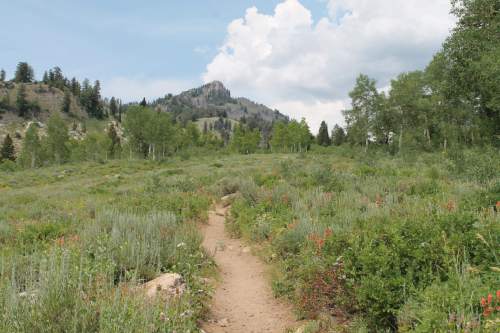 Jessica Miller  |  The Salt Lake Tribune

The Naomi Peak trail in Logan Canyon. August 3, 2014.