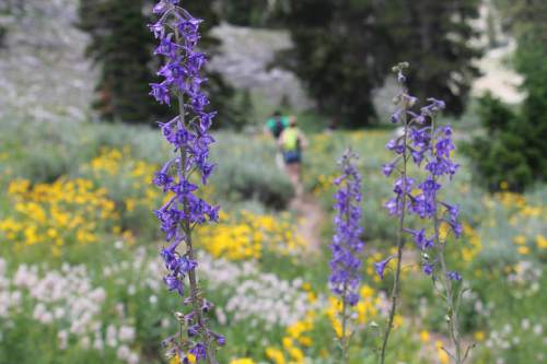 Jessica Miller  |  The Salt Lake Tribune

The Naomi Peak trail in Logan Canyon, August 3, 2014.