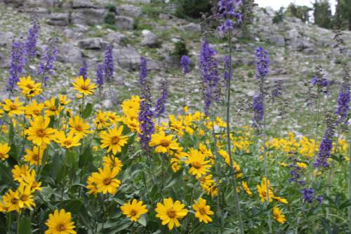 Jessica Miller  |  The Salt Lake Tribune

Wildflowers along the Naomi Peak Trail in Logan Canyon, August 3, 2014.