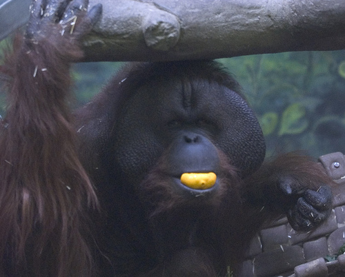 Rick Egan  |  The Salt Lake Tribune
Eli the Orangutan eats an orange during the annual Feast with a Beast at Hogle Zoo.