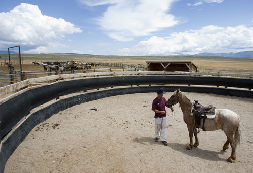 Photo by Jim Urquhart  |  The Salt Lake Tribune

An inmate works with four-year-old horse named Duke at the Horse Gentling Program Thursday, July 29, 2010 at the Wild Horse & Burro Program at the Utah State Prison in Gunnison in July 2010. The prison is ending the program and the Bureau of Land Management must remove the horses.
