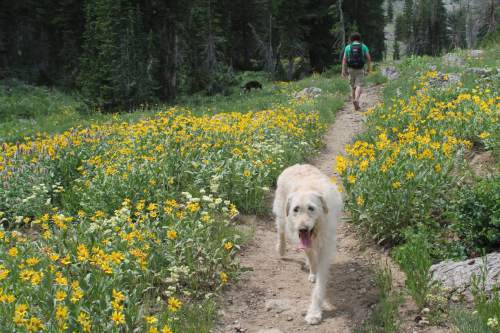 Jessica Miller  |  The Salt Lake Tribune

Rango the dog hikes the Naomi Peak Trail in Logan Canyon. August 3, 2014.