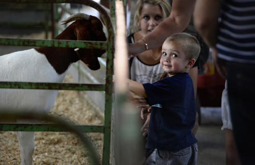 Scott Sommerdorf   |  The Salt Lake Tribune
Kaizen Murishita, 2, reacts as he touches a goat in the 4H building during the final day of the Utah State Fair, Sunday, September 14, 2014.
