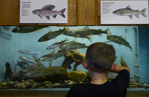 Scott Sommerdorf   |  The Salt Lake Tribune
in the DNR building a young fair visitor checks out a fish display during the final day of the Utah State Fair, Sunday, September 14, 2014.