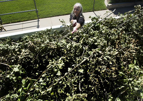 Rick Egan  |  The Salt Lake Tribune

Judith Rufi, throws some branches into the Wasatch Front Waste and Recycling District bin in White City,  Thursday, September 11, 2014.