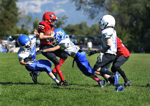 Scott Sommerdorf   |  The Salt Lake Tribune
The  Pleasant Grove Vikings make a tackle in their game versus American Fork, Saturday, September 13, 2014. At right is Jace Doman, son of Brandon Doman, former BYU offensive coordinator, who coaches them.
