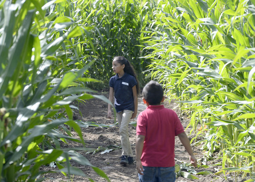 Al Hartmann  |  The Salt Lake Tribune
Fourth grade students from Backman Elementary School in Salt Lake City pick their way through one of the corn mazes at Black Island Farm in Syracuse Tuesday September 16.  The field trip was to help them learn where their food comes from.  Students picked pumpkins, took a wagon ride through the farm, learned about farm animals and explored the corn maze.