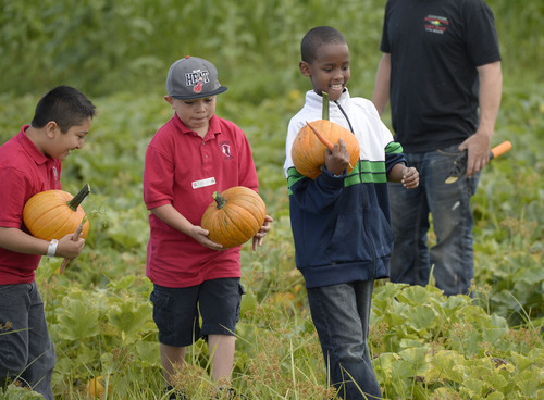 Al Hartmann  |  The Salt Lake Tribune
Fourth grade students from Backman Elementary School in Salt Lake City pick pie pumpkins from the fields at Black Island Farm in Syracuse Tuesday September 16.  The field trip was to help them learn where their food comes from.  Students picked pumpkins, took a wagon ride through the farm , learned about farm animals and explored the corn maze.