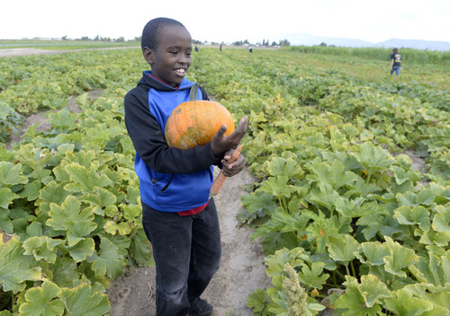 Al Hartmann  |  The Salt Lake Tribune
Fourth grade student from Backman Elementary School in Salt Lake City finds just the right pie pumpkin from the fields at Black Island Farm in Syracuse Tuesday September 16.  The field trip was to help them learn where their food comes from.  Students picked pumpkins, took a wagon ride through the farm , learned about farm animals and explored the corn maze.