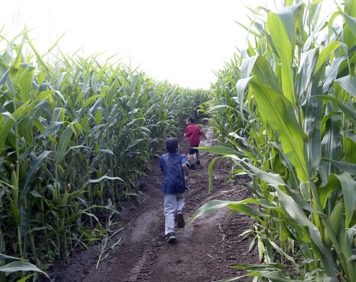 Al Hartmann  |  The Salt Lake Tribune
Fourth grade students from Backman Elementary School in Salt Lake City run through one of the corn mazes at Black Island Farm in Syracuse Tuesday September 16.  The field trip was to help them learn where their food comes from.  Students picked pumpkins, took a wagon ride through the farm, learned about farm animals and explored the corn maze.