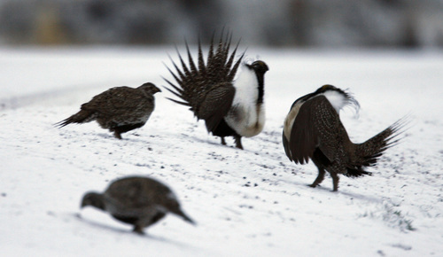 Two male sage grouse strut for attention of two females just after sunrise  at their lek on the Morgan and Summit county line on State Route 65
near Henefer. Morgan County officials are considering rezoning an area near this lek, a move that could pave the way for a resort.    Al Hartmann/Salt Lake Tribune  3/29/07