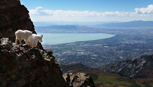 Lennie Mahler  |  The Salt Lake Tribune
Mountain goats navigate rocky terrain near the summit of Mount Timpanogos in Provo, Utah, Tuesday morning, Sept. 17, 2014.