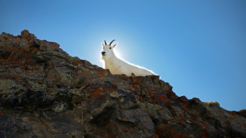 Lennie Mahler  |  The Salt Lake Tribune
A mountain goat navigates rocky terrain near the summit of Mount Timpanogos in Provo, Utah, Tuesday morning, Sept. 17, 2014.