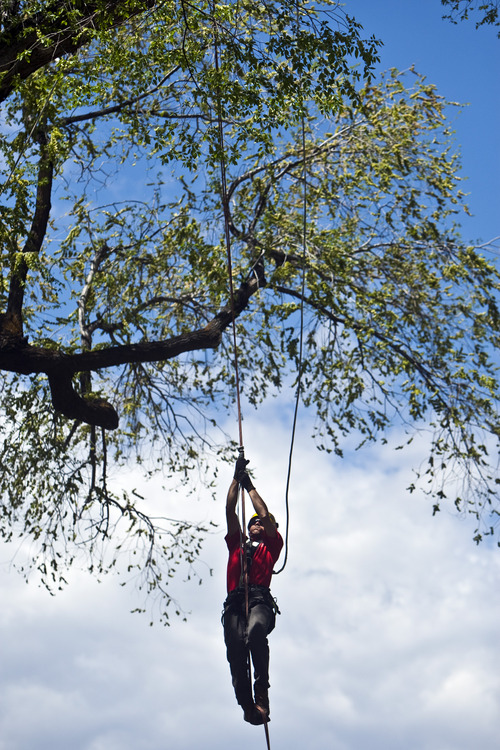 Chris Detrick | Tribune file photo
Tyler Geurts competes in the 'secured footlock' event during the 2011 Tree Climbing Championship at Robinson Park in American Fork. The 2014 version happens Saturday at Main Street Park in Sandy.