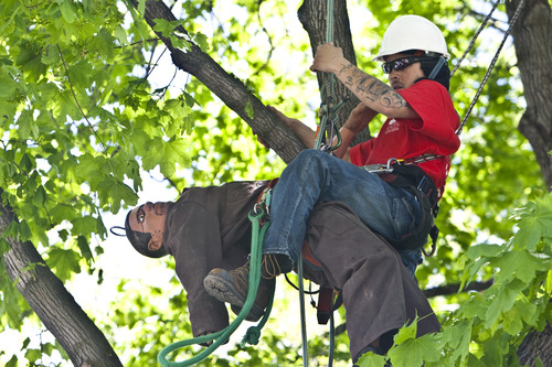 Chris Detrick | Tribune file photo
Angelo Shook, of Riverdale, competes in the "aerial rescue" event during the 2011 Tree Climbing Championship at Robinson Park in American Fork. The 2014 version happens Saturday at Main Street Park in Sandy.