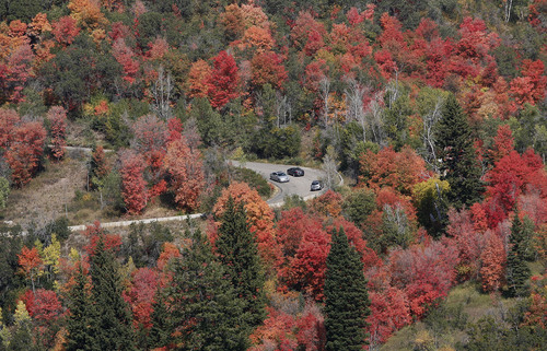 Scott Sommerdorf  |  The Salt Lake Tribune             
Cars travel along The Alpine Loop, the 24-mile drive at the mouth of American Fork Canyon, drive past Timpanogos Cave and ends on U.S. 189 in Provo Canyon just past the Sundance Ski Area, Thursday, September 20, 2012.