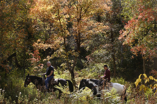 Scott Sommerdorf  |  The Salt Lake Tribune             
Horse rides through the forested area near Sundance's Nordic Center on the Alpine Loop, the 24-mile drive at the mouth of American Fork Canyon, drive past Timpanogos Cave and complete it on U.S. 189 in Provo Canyon just past the Sundance Ski Area, Thursday, September 20, 2012.