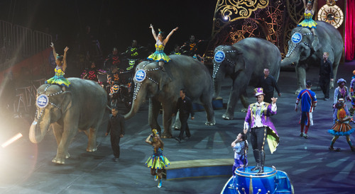 Steve Griffin  |  The Salt Lake Tribune

Elephants parade around the arena during opening night of the Ringling Bros. Barnum & Bailey Circus in Salt Lake City, Wednesday, September 24, 2014.