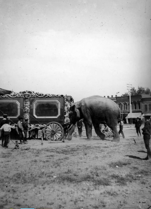 A Look Back Circus scenes from years past The Salt Lake Tribune