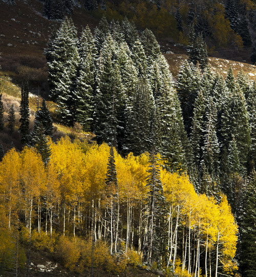 Steve Griffin  |  The Salt Lake Tribune

Snow covers the high peaks above Alta as the fall leaves hang onto their colors Wednesday, October 1, 2014.