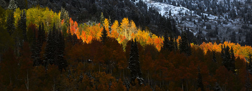 Steve Griffin  |  The Salt Lake Tribune

Snow covers the high peaks above Alta as the fall leaves hang onto their colors Wednesday, October 1, 2014.