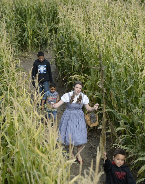 Al Hartmann  |  The Salt Lake Tribune
Brothers Wesley, Daniel,  and Marcus Haston take a walk with "Dorothy" through the state's original corn maze.  It returns to Cornbelly's at Thanksgiving Point for its 19th season on Oct. 3. The 8-acre maze pays tribute to the 75th anniversary of the "Wizard of Oz" movie