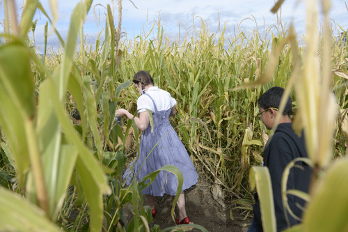 Al Hartmann  |  The Salt Lake Tribune
 "Dorothy" takes a walk through the state's original corn maze.  It returns to Cornbelly's at Thanksgiving Point for its 19th season on Oct. 3. The 8-acre maze pays tribute to the 75th anniversary of the "Wizard of Oz" movie