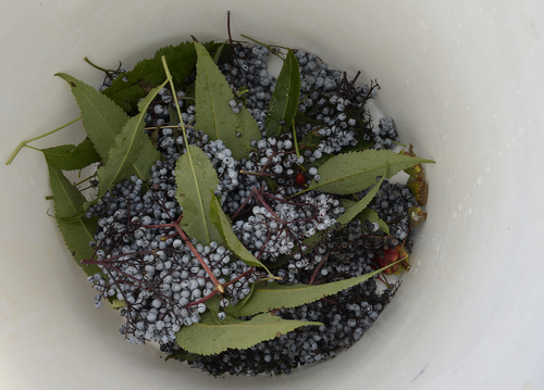 Scott Sommerdorf  |  The Salt Lake Tribune
A bucket holding a crop of elderberries Deer Valley Chef Ryan Swarts found near Parleys Summit, Wednesday, October 1, 2014. The berries are made into jams and syrups that are used throughout the year in entrees, desserts and cocktails.