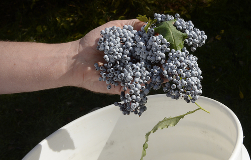 Scott Sommerdorf  |  The Salt Lake Tribune
Deer Valley Chef Ryan Swarts holds elderberries he has found near Parleys Summit, Wednesday, October 1, 2014. The berries are made into jams and syrups that are used throughout the year in entrees, desserts and cocktails.