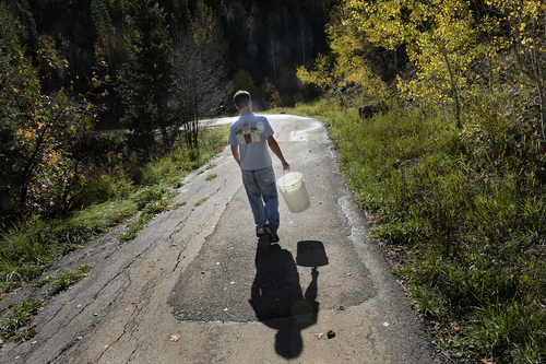 Scott Sommerdorf  |  The Salt Lake Tribune
Deer Valley Chef Ryan Swarts goes foraging for elderberries near Parleys Summit, Wednesday, October 1, 2014. The berries are made into jams and syrups that are used throughout the year in entrees, desserts and cocktails.