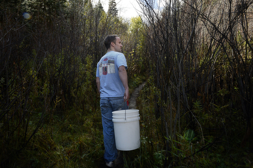 Scott Sommerdorf  |  The Salt Lake Tribune
Deer Valley Chef Ryan Swarts goes foraging for elderberries near Parleys Summit, Wednesday, October 1, 2014. The berries are made into jams and syrups that are used throughout the year in entrees, desserts and cocktails.