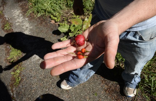 Scott Sommerdorf  |  The Salt Lake Tribune
Deer Valley Chef Ryan Swarts holds some rose hips he has found while foraging for elderberries near Parleys Summit, Wednesday, October 1, 2014.