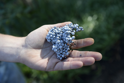 Scott Sommerdorf  |  The Salt Lake Tribune
Deer Valley Chef Ryan Swarts holds a bunch of elderberries he has just harvested near Parleys Summit, Wednesday, October 1, 2014. The berries are made into jams and syrups that are used throughout the year in entrees, desserts and cocktails.