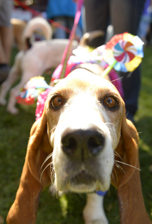 Leah Hogsten  |  The Salt Lake Tribune
Libby, age 6, is available for adoption from the Utah Basset Hound Rescue. Best Friends Animal Society's Strut Your Mutt annual fundraiser at Liberty Park helps to save the lives of homeless dogs and cats, September 13, 2014.