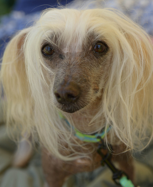 Leah Hogsten  |  The Salt Lake Tribune
Peanut, a Chinese Crested, wears something similar to a "mullet" with the party in the front and business in the back at Best Friends Animal Society's Strut Your Mutt annual fundraiser at Liberty Park helps to save the lives of homeless dogs and cats, September 13, 2014.