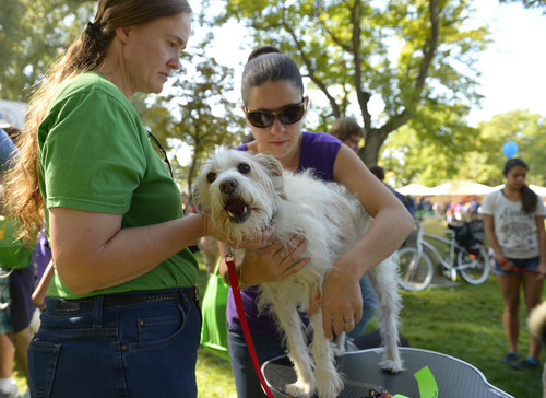 Leah Hogsten  |  The Salt Lake Tribune
l-r Tonya Landon holds Stetson as he gets a chiropractic adjustment from Dr. Ali Grover for his dislocated patellas at Best Friends Animal Society's Strut Your Mutt annual fundraiser at Liberty Park helps to save the lives of homeless dogs and cats, September 13, 2014.