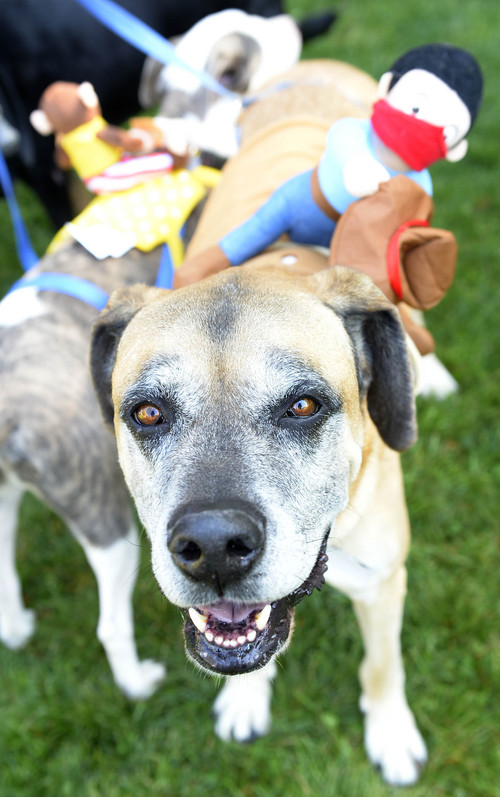 Leah Hogsten  |  The Salt Lake Tribune
Jimmy, 7, a Mastiff -Boxer mix was monkeying around at Best Friends Animal Society's Strut Your Mutt annual fundraiser at Liberty Park helps to save the lives of homeless dogs and cats, September 13, 2014.