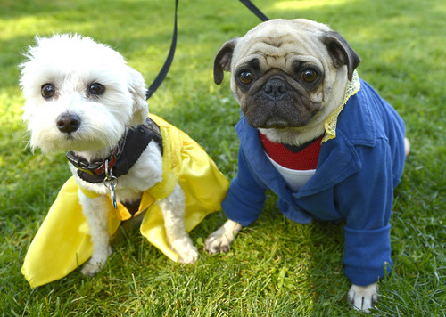 Leah Hogsten  |  The Salt Lake Tribune
l-r Riley and Moto sported costumes as Beauty and the Beast at Best Friends Animal Society's Strut Your Mutt annual fundraiser at Liberty Park helps to save the lives of homeless dogs and cats, September 13, 2014.