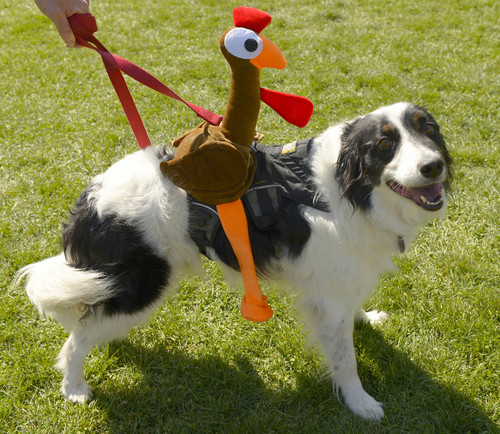 Leah Hogsten  |  The Salt Lake Tribune
Harvey seems unaware of the chicken on his back at Best Friends Animal Society's Strut Your Mutt annual fundraiser at Liberty Park helps to save the lives of homeless dogs and cats, September 13, 2014.