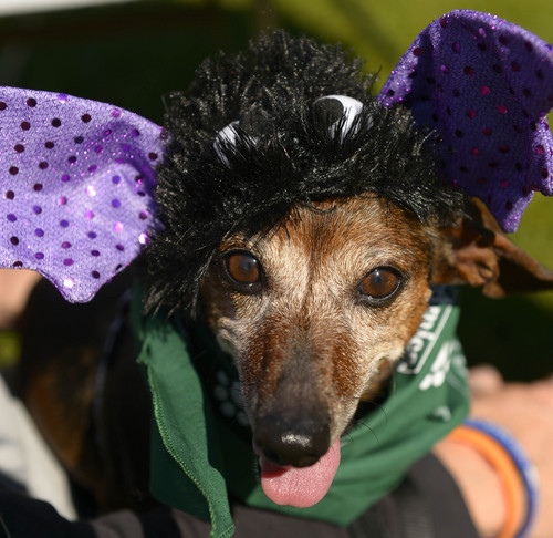 Leah Hogsten  |  The Salt Lake Tribune
Geo, a Chihuahua mix looks a bit similar to The Muppets "Gonzo" while dressed as a bat at Best Friends Animal Society's Strut Your Mutt annual fundraiser at Liberty Park helps to save the lives of homeless dogs and cats, September 13, 2014.