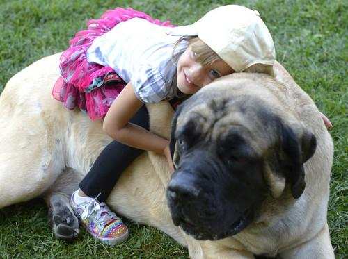 Leah Hogsten  |  The Salt Lake Tribune
Aspen Weddington, 4, gives 250lb. English Mastiff, Remington, 5, a hug at Best Friends Animal Society's Strut Your Mutt annual fundraiser at Liberty Park helps to save the lives of homeless dogs and cats, September 13, 2014.