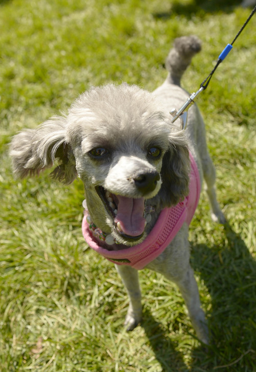 Leah Hogsten  |  The Salt Lake Tribune
Lola poses for the camera at Best Friends Animal Society's Strut Your Mutt annual fundraiser at Liberty Park helps to save the lives of homeless dogs and cats, September 13, 2014.