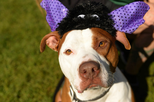 Leah Hogsten  |  The Salt Lake Tribune
Chico shows his polka-dot personality at Best Friends Animal Society's Strut Your Mutt annual fundraiser at Liberty Park helps to save the lives of homeless dogs and cats, September 13, 2014.
