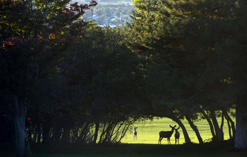 Rick Egan  |  The Salt Lake Tribune

Deer wander the empty Bountiful Ridge golf course, Sunday, October 12, 2014