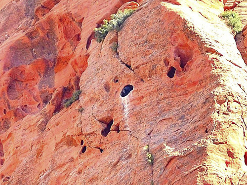 (Courtesy Justin Purnell/National Park Service)
Zion National Park staffer Justin Purnell caught this image of the first documented condor chick in Utah on Sept. 16, 2014, when its mother brought food to the nesting cavity. The chick is showing "mature plumage" the park reported, but it is not expected to fly until November or December.