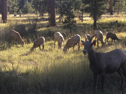 Brett Prettyman  |  Tribune file photo

Bighorn sheep are frequently spotted near the Red Canyon Visitors Center in the Flaming Gorge National Recreation Area.