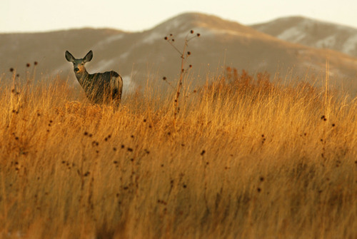 Steve Griffin  |  Tribune file photo
A mule deer stands in a field in Bountiful near 1400 East and 250 north Tuesday Nov 17, 2009.