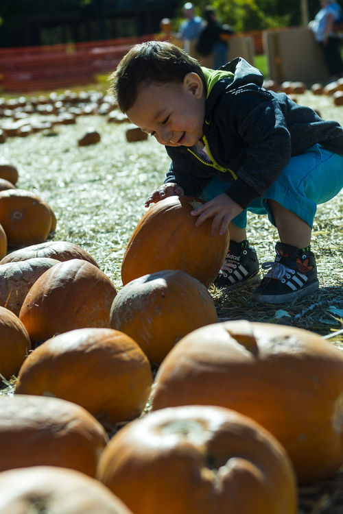 Chris Detrick  |  The Salt Lake Tribune
Shiye Almquist, 18 months, of Midvale, looks at pumpkins at Wheeler Historic Farm Sunday October 19, 2014.