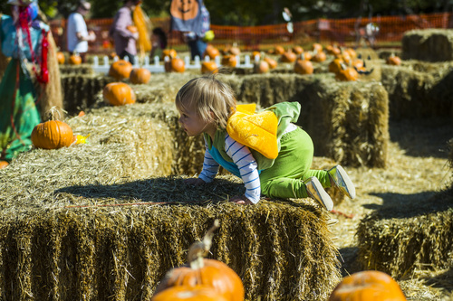 Chris Detrick  |  The Salt Lake Tribune
Lidia Warner, 18 months, of Salt Lake City, plays in the pumpkin patch at Wheeler Historic Farm Sunday October 19, 2014.